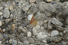 Apatura ilia