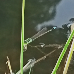 Ischnura senegalensis
