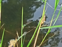 Ischnura senegalensis