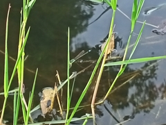 Ischnura senegalensis