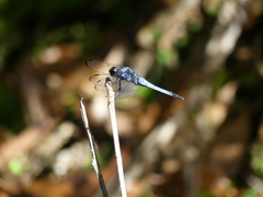 Orthetrum melania melania