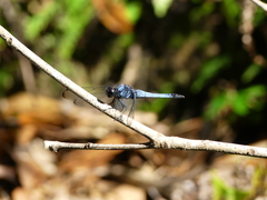 Orthetrum melania melania