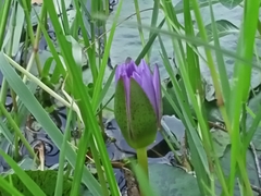 Nymphaea