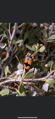 Castiarina gibbicollis