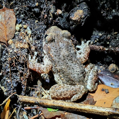 Catalonian Midwife Toad, 17430 Santa Coloma de Farners, Girona, España, photo 8 of 10