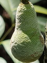Parkia speciosa