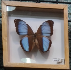 Morpho deidamia
