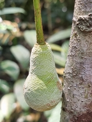 Parkia speciosa