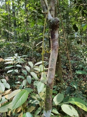 Parkia speciosa