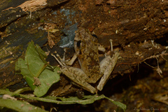 Ischnocnema henselii