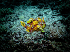 Antennarius maculatus