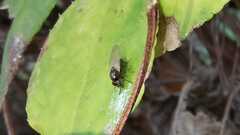 Calliopum