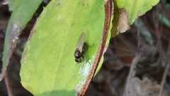Calliopum