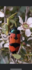 Castiarina robusta