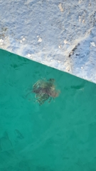 Pterois