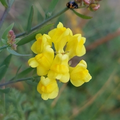 Linaria