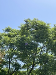 Jacaranda mimosifolia