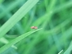 Diptera