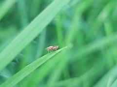 Diptera