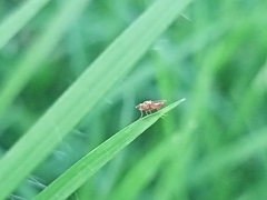 Diptera