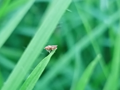 Diptera