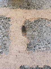 Cicada mordoganensis