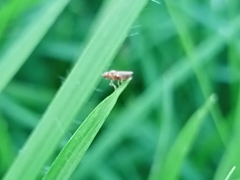 Diptera