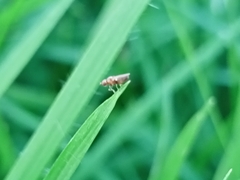 Diptera