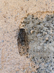 Cicada mordoganensis