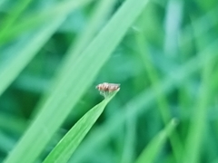 Diptera