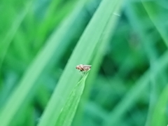 Diptera