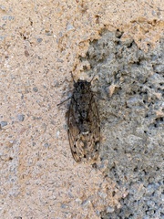 Cicada mordoganensis