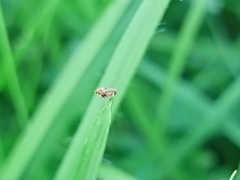 Diptera