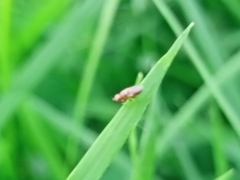 Diptera