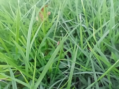 Diptera