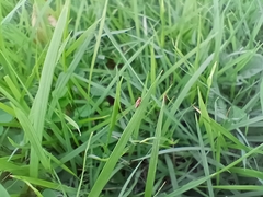 Diptera