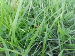 Diptera