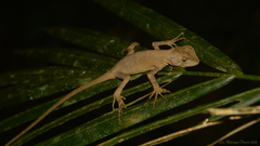 Enyalius iheringii