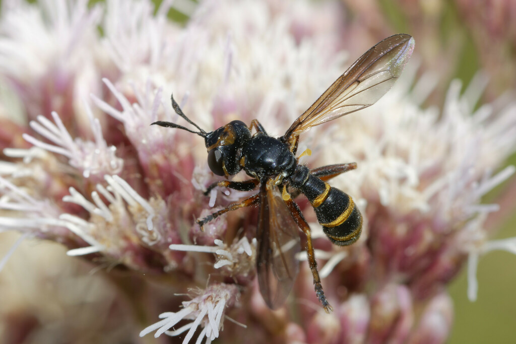 Leopoldius calceatus