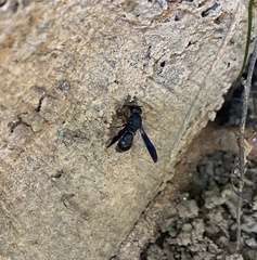 Orancistrocerus aterrimus erythropus