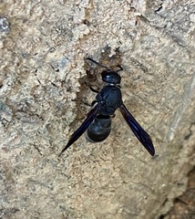 Orancistrocerus aterrimus erythropus