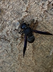 Orancistrocerus aterrimus erythropus