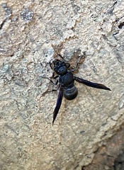 Orancistrocerus aterrimus erythropus