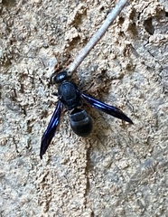 Orancistrocerus aterrimus erythropus