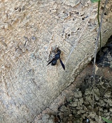 Orancistrocerus aterrimus erythropus