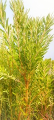 Alatosperma