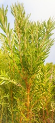 Alatosperma