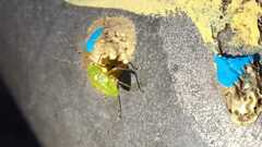 Liocoris tripustulatus