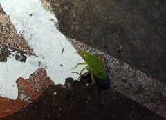 Liocoris tripustulatus