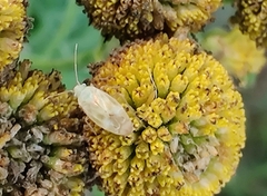 Megalocoleus molliculus